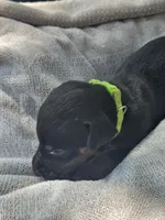 Green Collar-Female, a female Doberman Pinscher for sale in Platteville, WI – 3 of 4