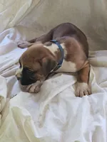 Blue Collar Male, a male Boxer for sale in Platteville, WI – 3 of 3