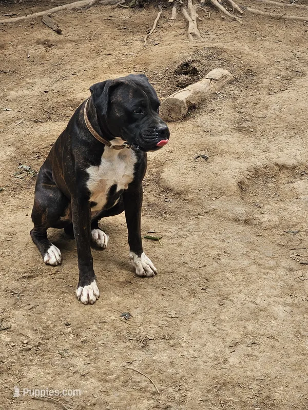 Bodie – Boxer puppy for sale in Platteville, WI