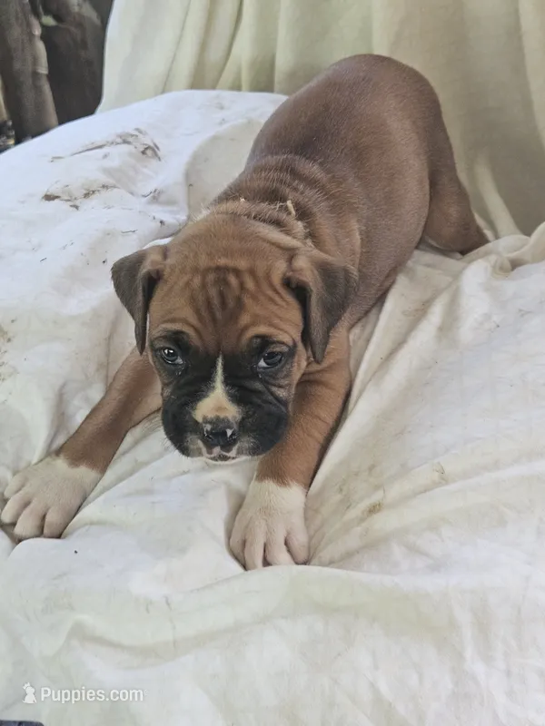 Orange  Collar Female – Boxer puppy for sale in Platteville, WI