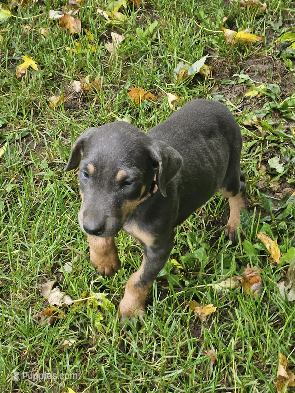 Pink Collar-Female – Doberman Pinscher puppy for sale in Platteville, WI