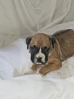 Black Collar Female, a male Boxer for sale in Platteville, WI – 3 of 5