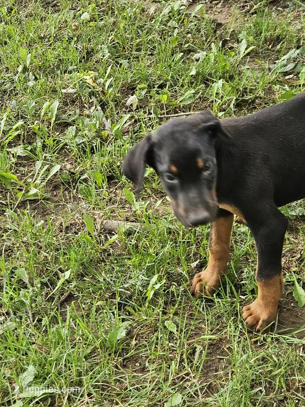 Orange Collar Female  – Doberman Pinscher puppy for sale in Platteville, WI