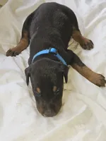Blue Collar Male, a male Doberman Pinscher for sale in Platteville, WI – 2 of 5