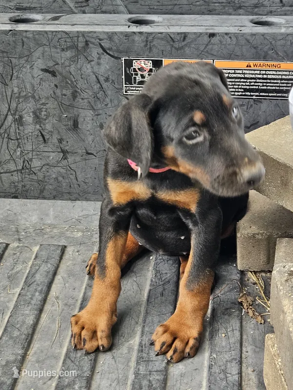 Pink Collar-Female – Doberman Pinscher puppy for sale in Platteville, WI