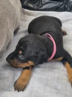 Pink Collar-Female, a female Doberman Pinscher for sale in Platteville, WI – 3 of 5