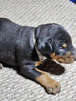 Gray Stripe collar Male, a male Doberman Pinscher for sale in Platteville, WI – Photo 5 of 6