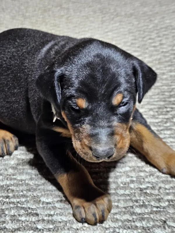 Gray Stripe collar Male – Doberman Pinscher puppy for sale in Platteville, WI
