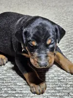 Gray Stripe collar Male, a male Doberman Pinscher for sale in Platteville, WI – Photo 1 of 6