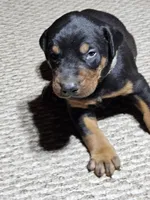 Gray Stripe collar Male, a male Doberman Pinscher for sale in Platteville, WI – Photo 2 of 6