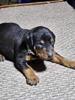 Gray Stripe collar Male, a male Doberman Pinscher for sale in Platteville, WI – Photo 6 of 6