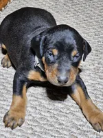 Gray Stripe collar Male, a male Doberman Pinscher for sale in Platteville, WI – Photo 3 of 6