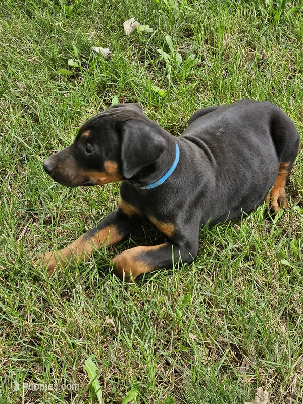 Blue Collar Male – Doberman Pinscher puppy for sale in Platteville, WI