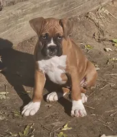 Gigi, a female Boxer for sale in Platteville, WI – 3 of 4