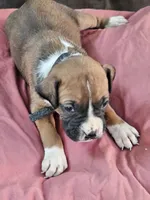 Black Collar Female, a male Boxer for sale in Platteville, WI – 3 of 5