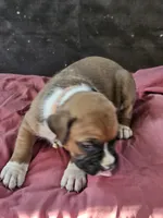 Orange  Collar Female, a female Boxer for sale in Platteville, WI – 4 of 5