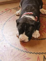 Red-white-blue Collar Female, a female Boxer for sale in Platteville, WI – 1 of 5