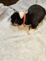 Red Collar Male, a female Pembroke Welsh Corgi for sale in Platteville, WI – 2 of 4