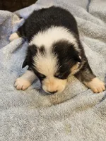 Purple Collar-Male , a male Pembroke Welsh Corgi for sale in Platteville, WI – 2 of 5