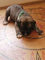 Green Collar Male, a male Boxer for sale in Platteville, WI – 3 of 5