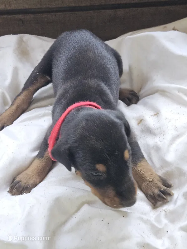 Red Collar Male – Doberman Pinscher puppy for sale in Platteville, WI