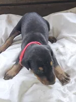 Red Collar Male, a male Doberman Pinscher for sale in Platteville, WI – 1 of 5