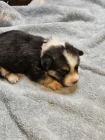 Pink Collar Female, a female Pembroke Welsh Corgi for sale in Platteville, WI – 2 of 6
