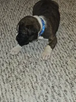 Blue Collar Male, a male Boxer for sale in Platteville, WI – 2 of 4