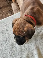 Red Collar Male, a male Boxer for sale in Platteville, WI – Photo 2 of 4