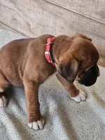 Red Collar Male, a male Boxer for sale in Platteville, WI – Photo 4 of 4