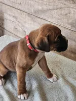 Red Collar Male, a male Boxer for sale in Platteville, WI – Photo 3 of 4