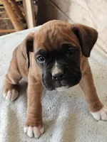 Red Collar Male, a male Boxer for sale in Platteville, WI – Photo 1 of 4