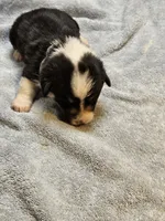 Gray Collar Male, a male Pembroke Welsh Corgi for sale in Platteville, WI – 2 of 6