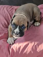 Orange  Collar Female, a female Boxer for sale in Platteville, WI – 5 of 5