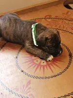 Green Collar Male, a male Boxer for sale in Platteville, WI – 2 of 5