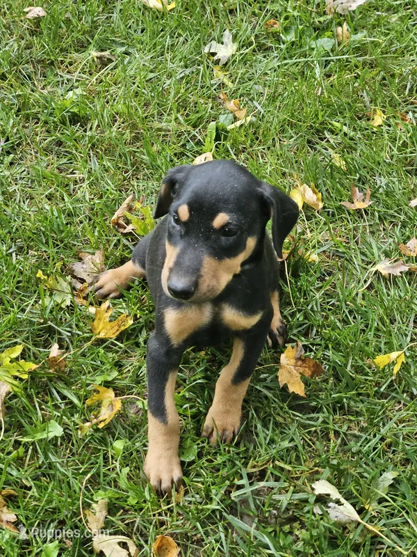 Black Collar-Female – Doberman Pinscher puppy on hold in Platteville, WI