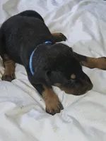 Blue Collar Male, a male Doberman Pinscher for sale in Platteville, WI – 3 of 5
