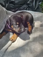 Purple Collar Male, a male Doberman Pinscher for sale in Platteville, WI – 5 of 5