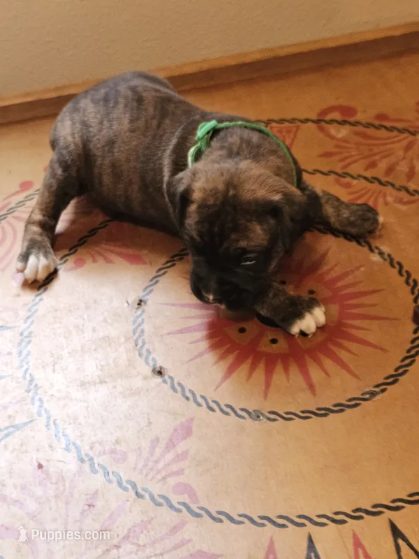 Green Collar Male – Boxer puppy for sale in Platteville, WI