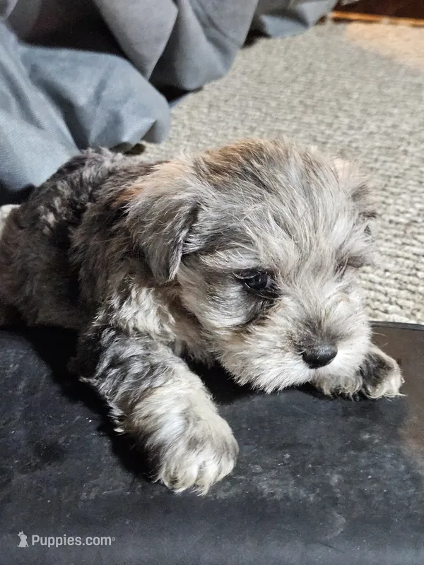 Blue Collar Female – Miniature Schnauzer puppy for sale in Platteville, WI