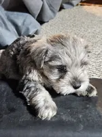 Blue Collar Female, a female Miniature Schnauzer for sale in Platteville, WI – 1 of 4