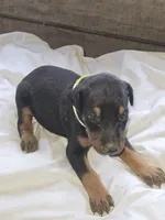 Lime Green Collar Female, a female Doberman Pinscher for sale in Platteville, WI – 4 of 5