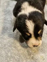 Red Collar Male, a female Pembroke Welsh Corgi for sale in Platteville, WI – 4 of 4