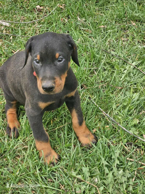 Green Collar-Female Puppy – Doberman Pinscher puppy for sale in Platteville, WI