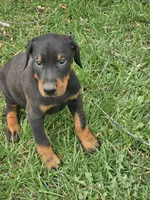 Green Collar-Female Puppy, a female Doberman Pinscher for sale in Platteville, WI – Photo 1 of 4