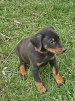 Green Collar-Female Puppy, a female Doberman Pinscher for sale in Platteville, WI – Photo 2 of 4