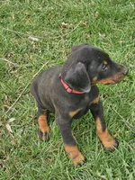 Green Collar-Female Puppy, a female Doberman Pinscher for sale in Platteville, WI – Photo 4 of 4