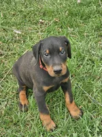 Green Collar-Female Puppy, a female Doberman Pinscher for sale in Platteville, WI – Photo 3 of 4