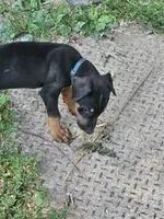 Blue Collar Male, a male Doberman Pinscher for sale in Platteville, WI – 3 of 4