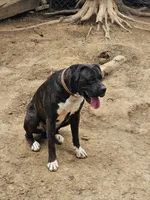 Bodie, a male Boxer for sale in Platteville, WI – 6 of 6